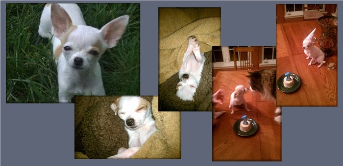 chihuahua puppies for sale in lafayette louisiana