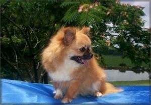 Sire Chihuahua - Aladdin Chihuahua Breeder in Louisiana