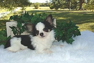 Sire Chihuahua - Bandit Chihuahua Breeder in Louisiana