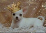 White AKC Teacup Chihuahua Louisiana Chihuahua Breeders