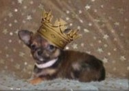 Paw Palace Chihuahua Puppies Puppy Palace Chihuahua Breeders